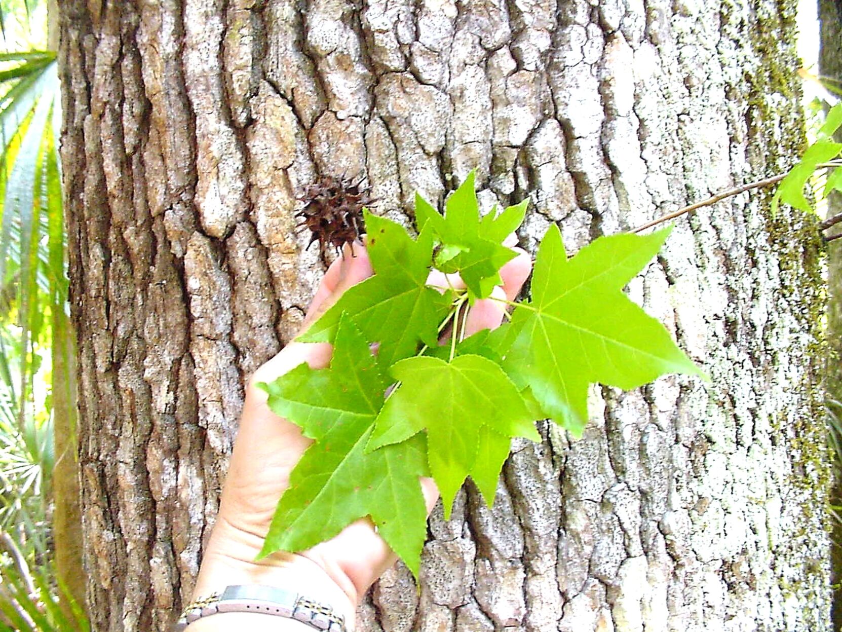 Fall leaves sweetgum leaves bright green